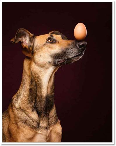 Dogilike.com :: Ңͧ 30 ҾعѢҧ餹ѡѵ!
