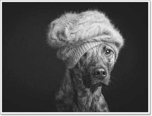 Dogilike.com :: Ңͧ 30 ҾعѢҧ餹ѡѵ!