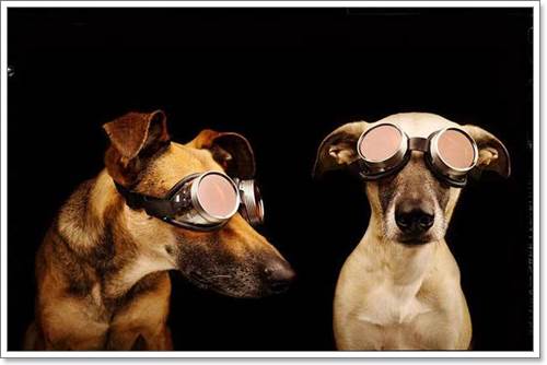 Dogilike.com :: Ңͧ 30 ҾعѢҧ餹ѡѵ!