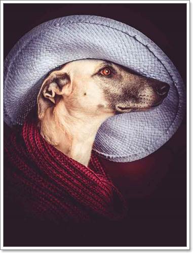 Dogilike.com :: Ңͧ 30 ҾعѢҧ餹ѡѵ!