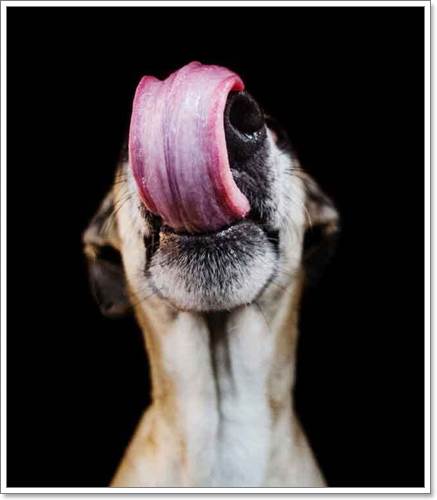 Dogilike.com :: Ңͧ 30 ҾعѢҧ餹ѡѵ!