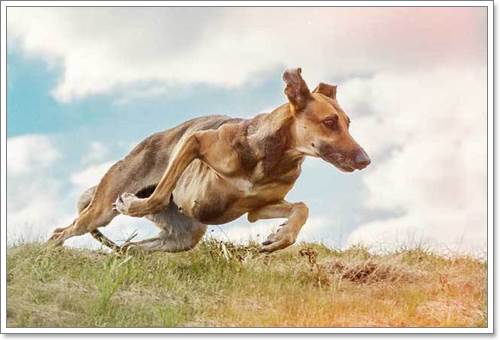 Dogilike.com :: Ңͧ 30 ҾعѢҧ餹ѡѵ!