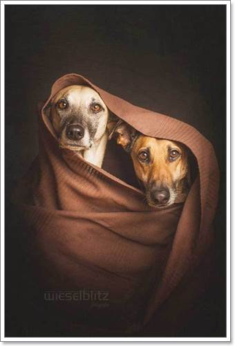Dogilike.com :: Ңͧ 30 ҾعѢҧ餹ѡѵ!