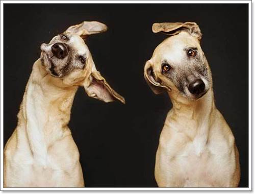 Dogilike.com :: Ңͧ 30 ҾعѢҧ餹ѡѵ!