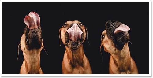 Dogilike.com :: Ңͧ 30 ҾعѢҧ餹ѡѵ!