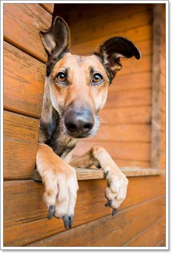 Dogilike.com :: Ңͧ 30 ҾعѢҧ餹ѡѵ!