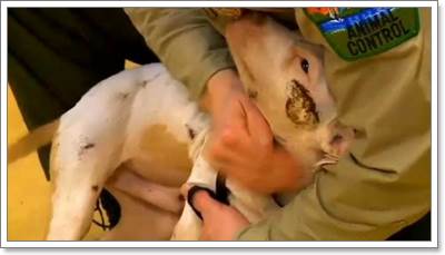 Dogilike.com :: ү! ١عѢʹѧ͹ҡȵԴź