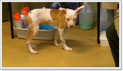 Dogilike.com :: ү! ١عѢʹѧ͹ҡȵԴź