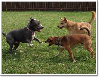 Dogilike.com :: 觪СѹӤء 10  ѧŧ͢зس١عѢ