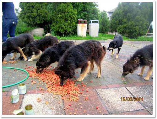 Dogilike.com :: ѡѵªԵعѢ ѧӷ˹ѡͺ 120 