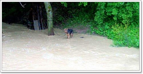 Dogilike.com :: ѡѵªԵعѢ ѧӷ˹ѡͺ 120 