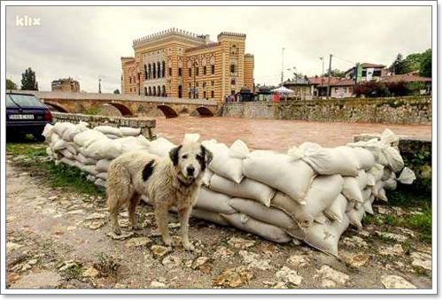 Dogilike.com :: ѡѵªԵعѢ ѧӷ˹ѡͺ 120 