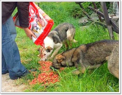 Dogilike.com :: ѡѵªԵعѢ ѧӷ˹ѡͺ 120 