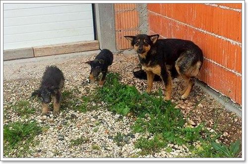 Dogilike.com :: ѡѵªԵعѢ ѧӷ˹ѡͺ 120 