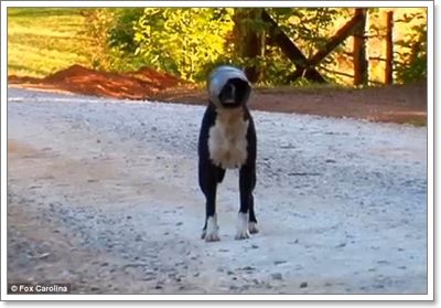 Dogilike.com :: ⪤! .ªԵعѢ ѧеԴСѻ