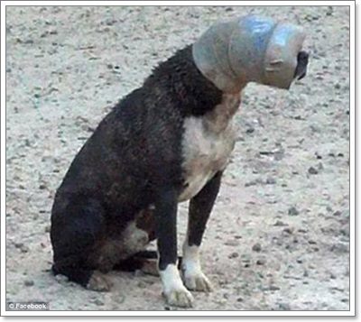 Dogilike.com :: ⪤! .ªԵعѢ ѧеԴСѻ