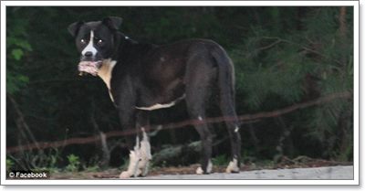 Dogilike.com :: ⪤! .ªԵعѢ ѧеԴСѻ