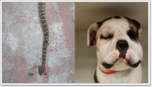 Dogilike.com :: 2 ٺ! ͧԵҢͧҡ٨ⴹѴҡ