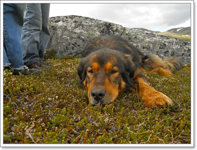 Dogilike.com :: ! عѢ 16  »ͧҢͧҡһҨǵ
