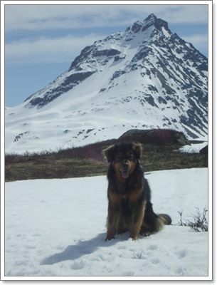 Dogilike.com :: ! عѢ 16  »ͧҢͧҡһҨǵ