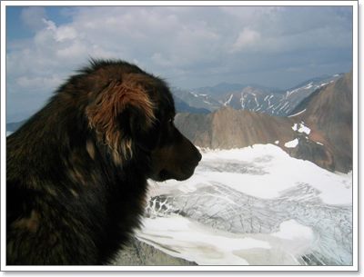 Dogilike.com :: ! عѢ 16  »ͧҢͧҡһҨǵ