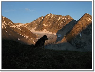 Dogilike.com :: ! عѢ 16  »ͧҢͧҡһҨǵ