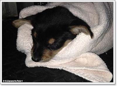 Dogilike.com :: Сѹ١Ӥء 1  ѧҴ͹  ŧ١عѢ!