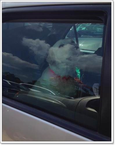 Dogilike.com :: ͧʺꤪعѢ ѧҢͧö¹!