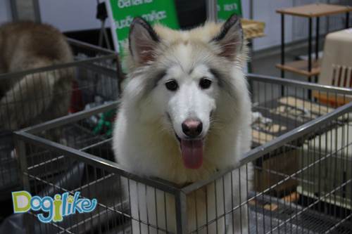 Dogilike.com :: ҷҹ Thailand International Dog Show 2014 #2