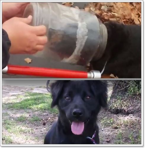 Dogilike.com :: ʹ! عѢèѴеԴǴѺê