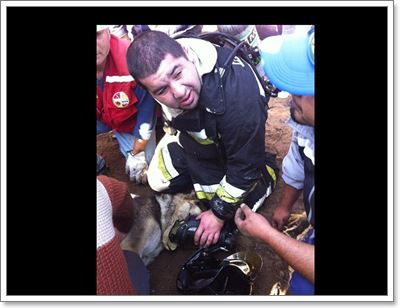 Dogilike.com :: Ѻԧ! CPR عѢʹ¨ҡ˵ԧ