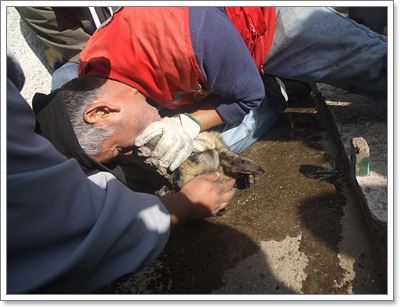 Dogilike.com :: Ѻԧ! CPR عѢʹ¨ҡ˵ԧ