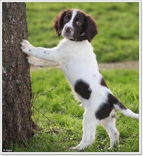 Dogilike.com :: ش ! Ңͧ ١عѢǨٻ㨺ӵ