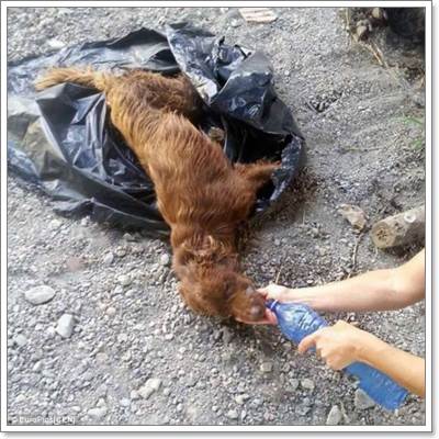 Dogilike.com :: ͺʹ! عѢ駶١㹶اлԵ