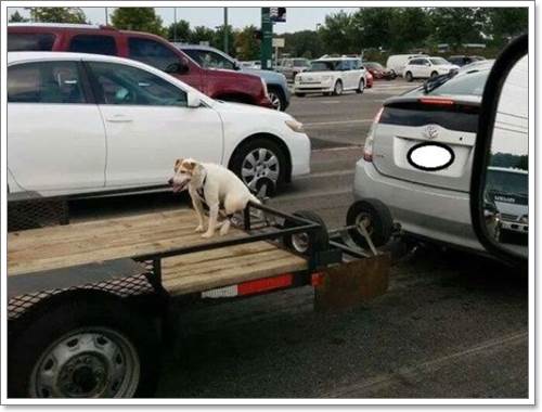 Dogilike.com :: ʹ! ԨóѺ ҾҢͧ١عѢѺöǧ