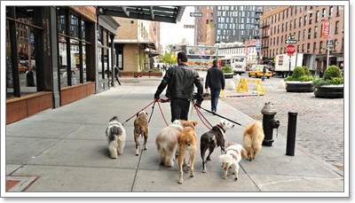 Dogilike.com :: เปิดเคล็ดลับ 6 วิธีเลี้ยงสุนัขในเมืองให้มีสุขภาพดี