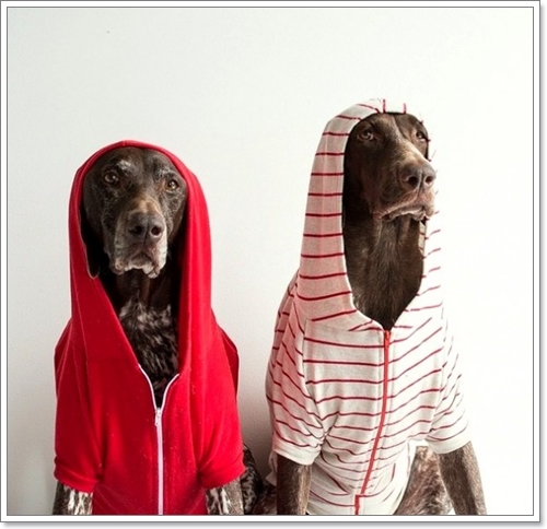 Dogilike.com :: Travis & Gus ͧٺ ͺش  Թʵ