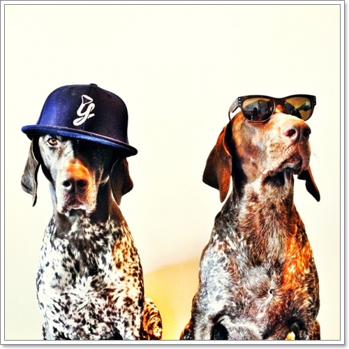 Dogilike.com :: Travis & Gus ͧٺ ͺش  Թʵ