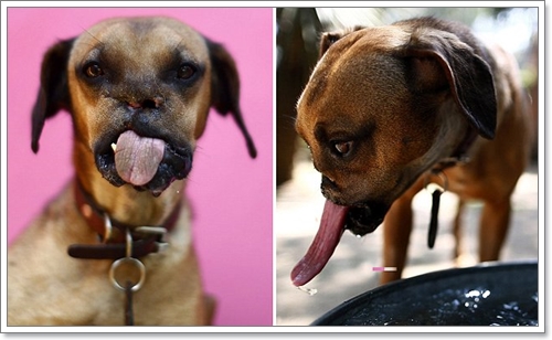 Dogilike.com :: ү! عѢʹѧ١Ңͧմѹ˹