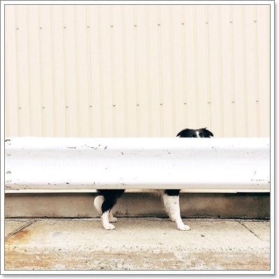 Dogilike.com :: หาให้เจอ! Momo สุนัขจอมซ่อนหา กลมกลืมไปกับสิ่งแวดล้อม Dogilike.com :: หาให้เจอ! Momo สุนัขจอมซ่อนหา กลมกลืมไปกับสิ่งแวดล้อม