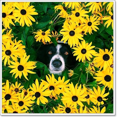 Dogilike.com :: หาให้เจอ! Momo สุนัขจอมซ่อนหา กลมกลืมไปกับสิ่งแวดล้อม Dogilike.com :: หาให้เจอ! Momo สุนัขจอมซ่อนหา กลมกลืมไปกับสิ่งแวดล้อม