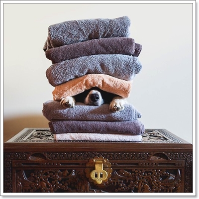 Dogilike.com :: หาให้เจอ! Momo สุนัขจอมซ่อนหา กลมกลืมไปกับสิ่งแวดล้อม Dogilike.com :: หาให้เจอ! Momo สุนัขจอมซ่อนหา กลมกลืมไปกับสิ่งแวดล้อม