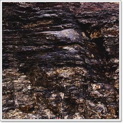 Dogilike.com :: หาให้เจอ! Momo สุนัขจอมซ่อนหา กลมกลืมไปกับสิ่งแวดล้อม Dogilike.com :: หาให้เจอ! Momo สุนัขจอมซ่อนหา กลมกลืมไปกับสิ่งแวดล้อม