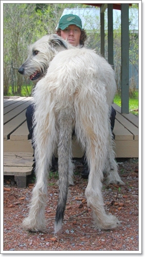 Dogilike.com :: ѹ֡š! Finnegan عѢҧǷشš 