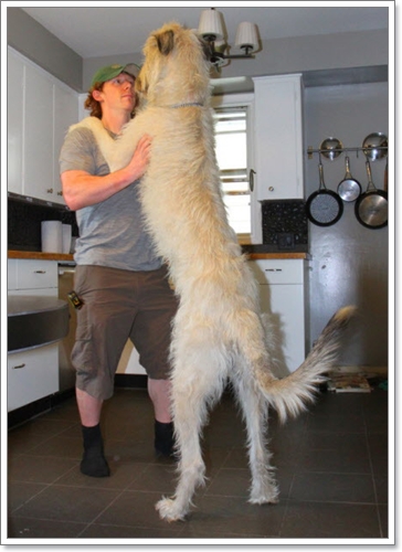 Dogilike.com :: ѹ֡š! Finnegan عѢҧǷشš 