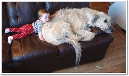 Dogilike.com :: ѹ֡š! Finnegan عѢҧǷشš 