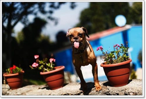 Dogilike.com :: ү! عѢʹѧ١Ңͧմѹ˹