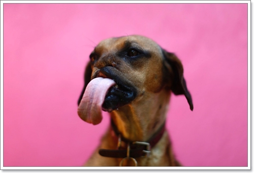 Dogilike.com :: ү! عѢʹѧ١Ңͧմѹ˹