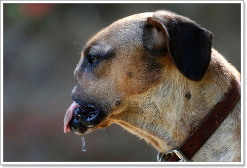 Dogilike.com :: ү! عѢʹѧ١Ңͧմѹ˹
