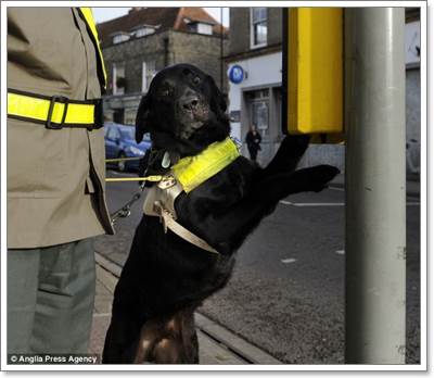 Dogilike.com :: ҷ! عѢӷҧҨҢͧҺʹ